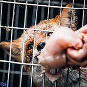 Сбитого машиной лиса после реабилитации выпустили на острове Русский