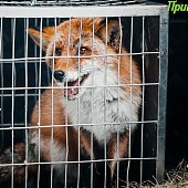 Сбитого машиной лиса после реабилитации выпустили на острове Русский