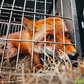 Сбитого машиной лиса после реабилитации выпустили на острове Русский