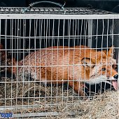 Сбитого машиной лиса после реабилитации выпустили на острове Русский