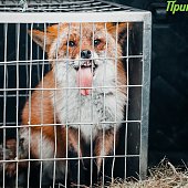 Сбитого машиной лиса после реабилитации выпустили на острове Русский