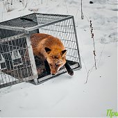 Сбитого машиной лиса после реабилитации выпустили на острове Русский