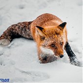 Сбитого машиной лиса после реабилитации выпустили на острове Русский