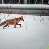 Сбитого машиной лиса после реабилитации выпустили на острове Русский