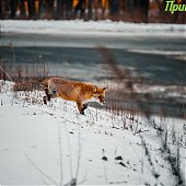 Сбитого машиной лиса после реабилитации выпустили на острове Русский