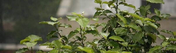 Июнь попрощается с Приморьем кратковременными дождями