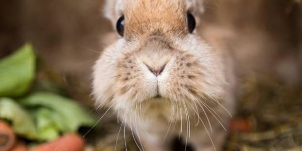 Шотландскому приюту для животных пожертвовали сотни щёток для туши