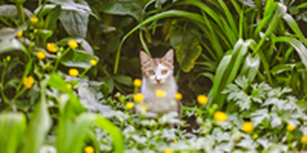 Поднимаем настроение: Солнечные коты
