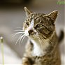 Поднимаем настроение: Солнечные коты
