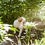 Поднимаем настроение: Солнечные коты