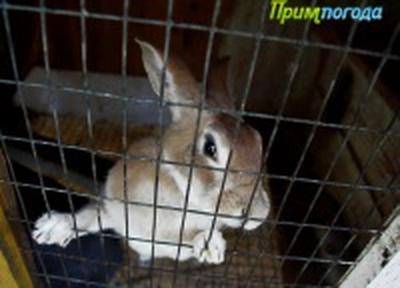 Метеорологи и вирусологи пытаются исправить ошибки охотника Метеорологи и вирусологи пытаются исправить ошибки охотника