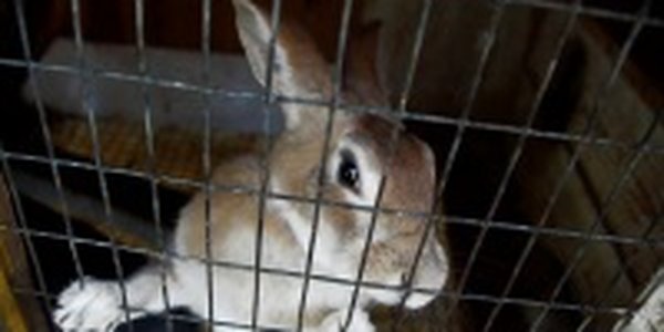 Метеорологи и вирусологи пытаются исправить ошибки охотника