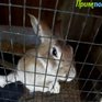 Метеорологи и вирусологи пытаются исправить ошибки охотника
