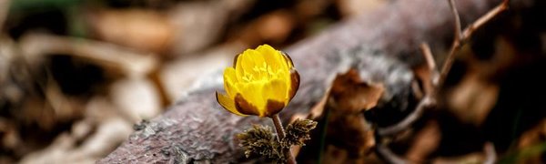 Окончание зимы в Приморье отметится потеплением до +11 °C