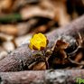Окончание зимы в Приморье отметится потеплением до +11 °C