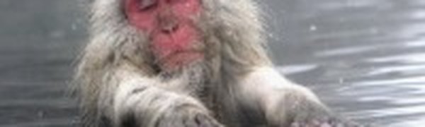 Японские макаки «пригрелись» на горячих источниках