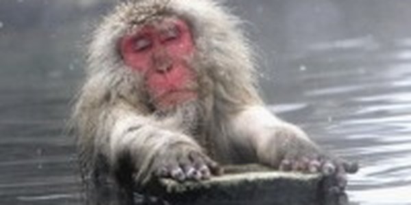Японские макаки «пригрелись» на горячих источниках