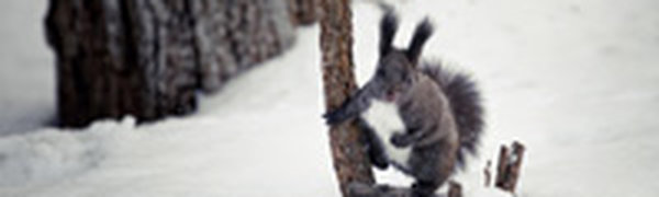 На старый Новый год ожидается потепление 