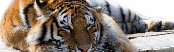 Тигрёнка-сироту поймали в Приморье
