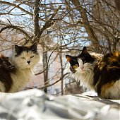 У природы нет плохой погоды (фотообзор 2010)