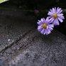 Ночью на северо-востоке Приморья ожидаются заморозки