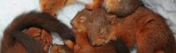 Белка и бельчата лишили интернета два микрорайона в Екатеринбурге