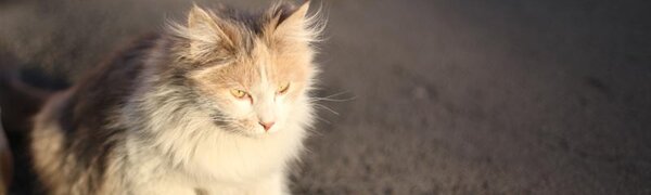 Март в Приморье начался с весенней оттепели