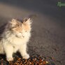 Март в Приморье начался с весенней оттепели