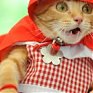 Всемирный день кошек: главный праздник всех кошатников!