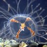На пляжах Приморья активизировались опасные медузы