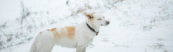 В некоторых районах Приморья появился временный снежный покров высотой 1 — 11 см