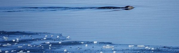 Потепление до плюсовой температуры ожидается в Приморье в пятницу