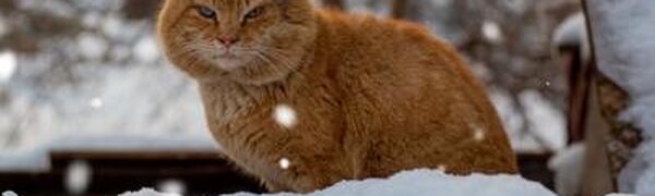 Следующая неделя начнется в Приморье с оттепели