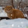 Следующая неделя начнется в Приморье с оттепели