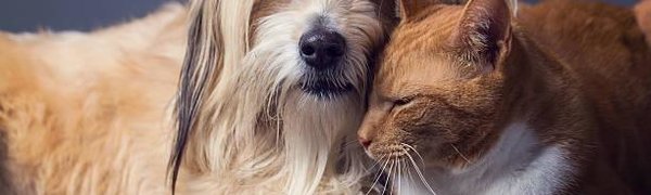 Учёные выяснили, что собаки умнее кошек