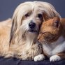 Учёные выяснили, что собаки умнее кошек