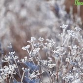 Зимние каникулы в Приморье завершатся оттепелью