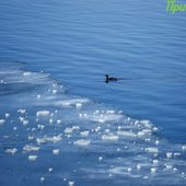 Зимние каникулы в Приморье завершатся оттепелью