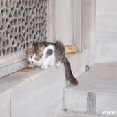 Кошачий рай на земле(ФОТО)