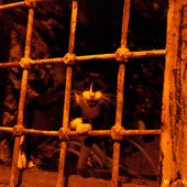 Кошачий рай на земле(ФОТО)