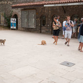 Кошачий рай на земле(ФОТО)