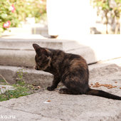 Кошачий рай на земле(ФОТО)