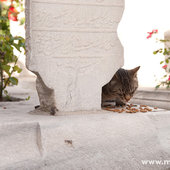 Кошачий рай на земле(ФОТО)