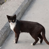 Кошачий рай на земле(ФОТО)