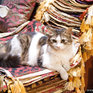 Кошачий рай на земле(ФОТО)