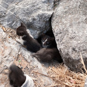 Кошачий рай на земле(ФОТО)
