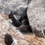Кошачий рай на земле(ФОТО)