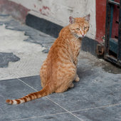 Кошачий рай на земле(ФОТО)