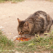 Кошачий рай на земле(ФОТО)