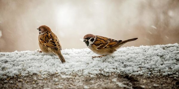 В субботу в Приморье местами пройдёт снег, в воскресенье похолодает